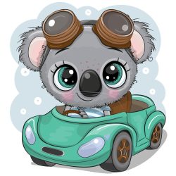 Koala fiú 1 minta