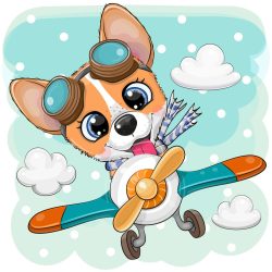 Corgi fiú 2 minta