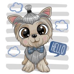 Yorkie fiú 1 minta