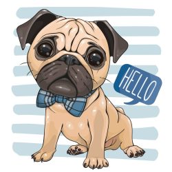 Bulldog fiú 1 minta